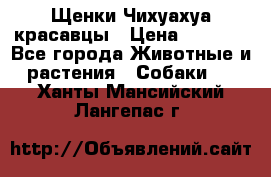 Щенки Чихуахуа красавцы › Цена ­ 9 000 - Все города Животные и растения » Собаки   . Ханты-Мансийский,Лангепас г.